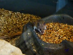 Tiergarten Schönbrunn am 24.02.2026